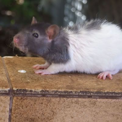 pet rat rescue near me