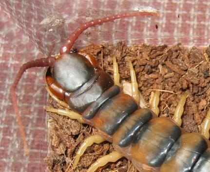 CS_Scolopendra_polymorpha02.jpg image by cacoseraph