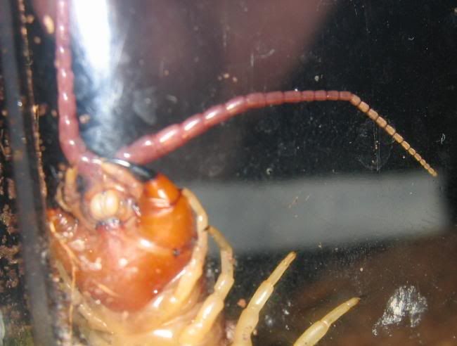 CS_Scolopendra_polymorpha03.jpg image by cacoseraph