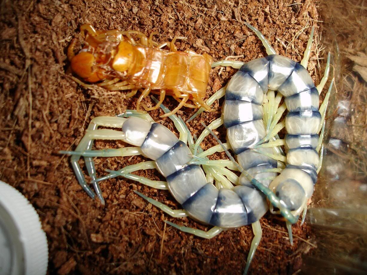 Rainbow Centipede