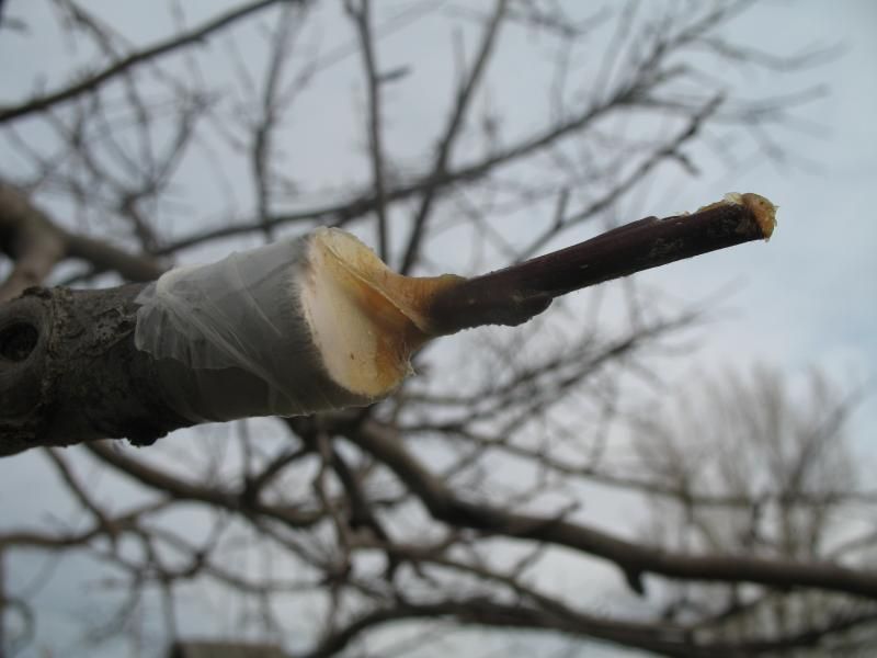  photo 131_zpsd8d859c5.jpg