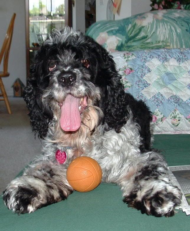 Jimmydog with his ball
