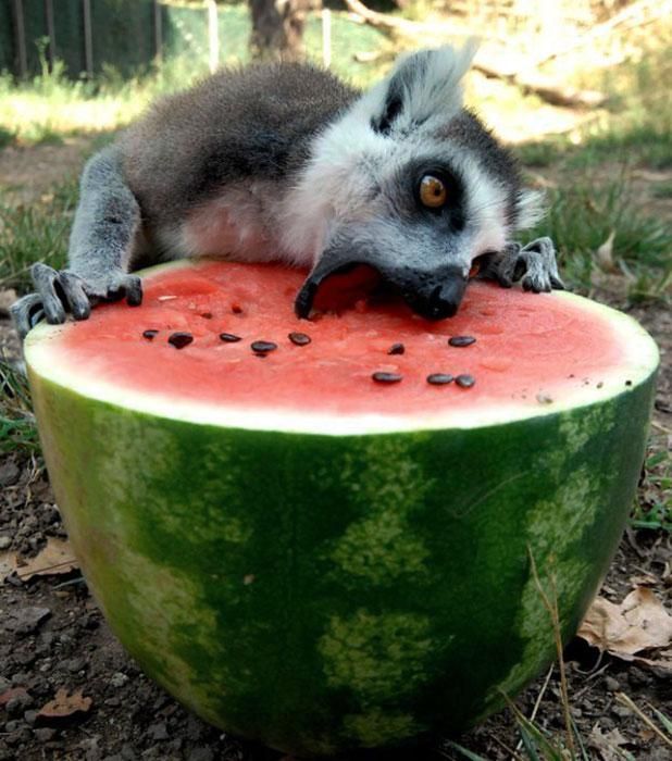 30lemur_eats_chilled_watermelon_in_heat.jpg