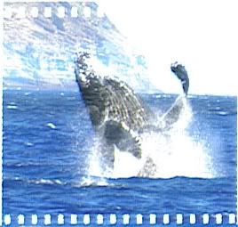 whales3.jpg