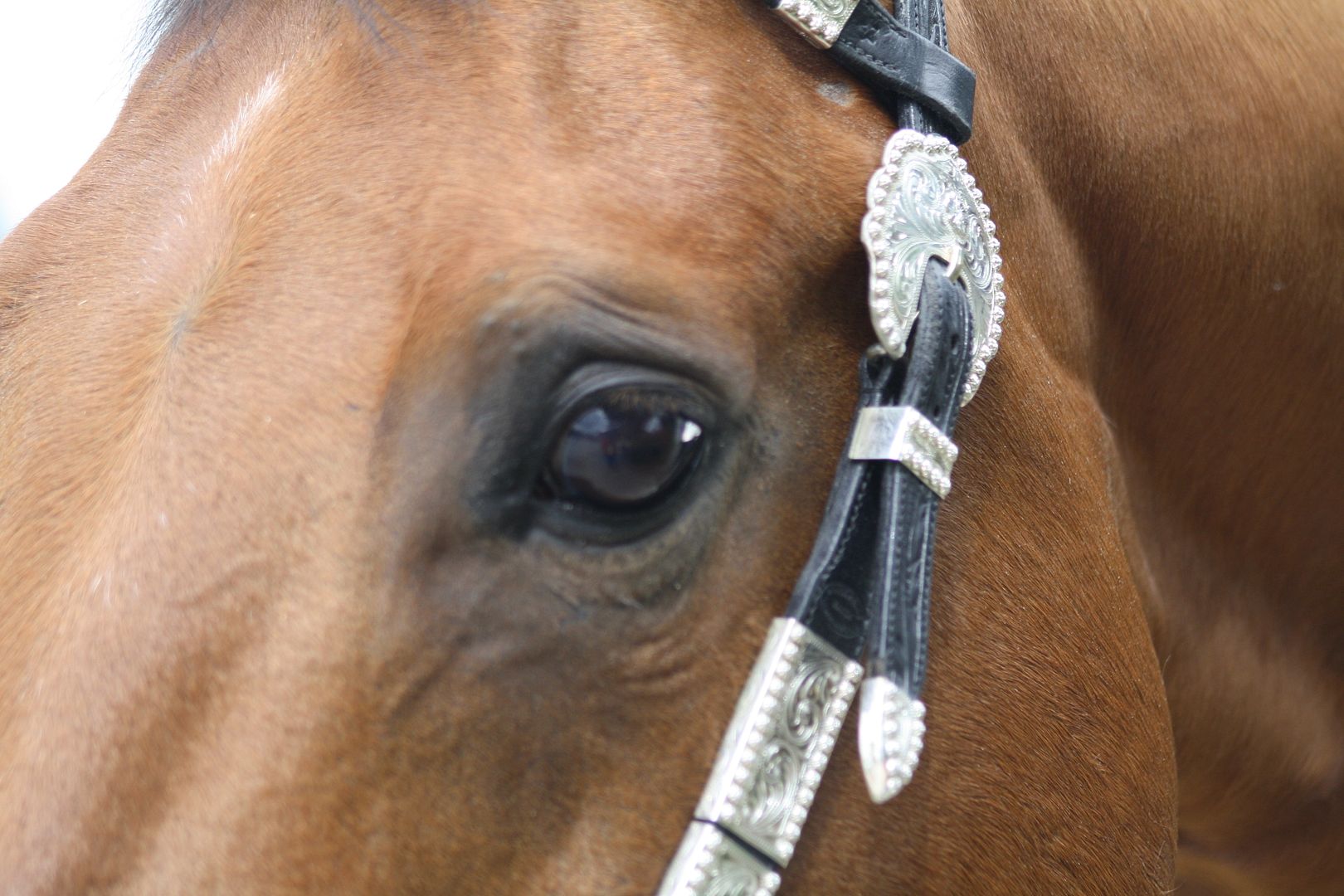 Horse show last weekend | EquiFriends Horse show last weekend | EquiFriends