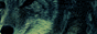 Kodia Packlands