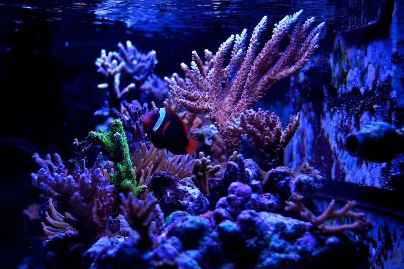 Aquarium5-1.jpg