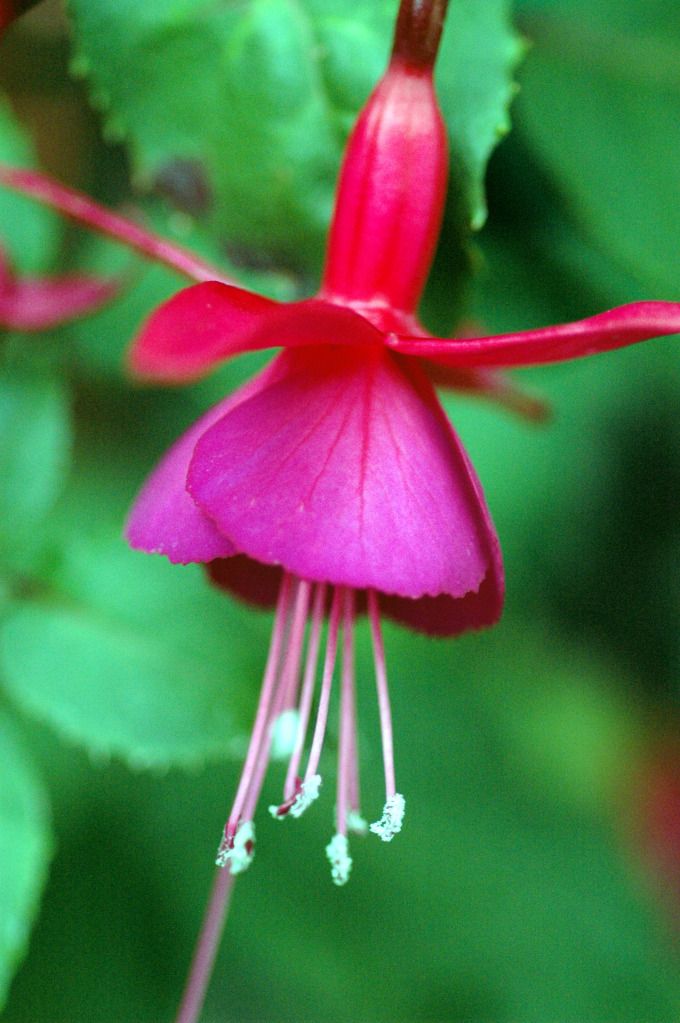 Fushia-2.jpg