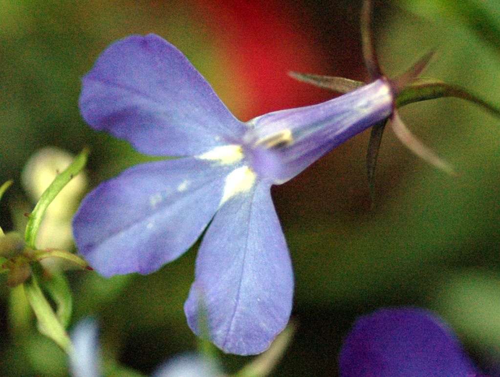 lobilia-flower.jpg