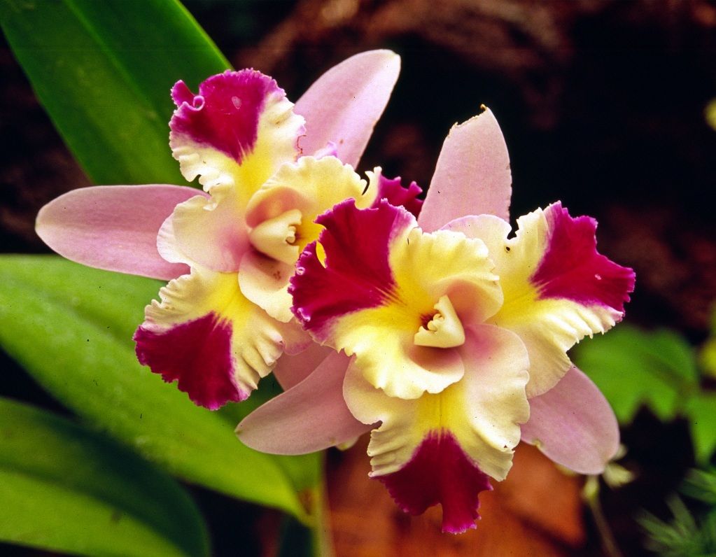 orchids-3jpg.jpg