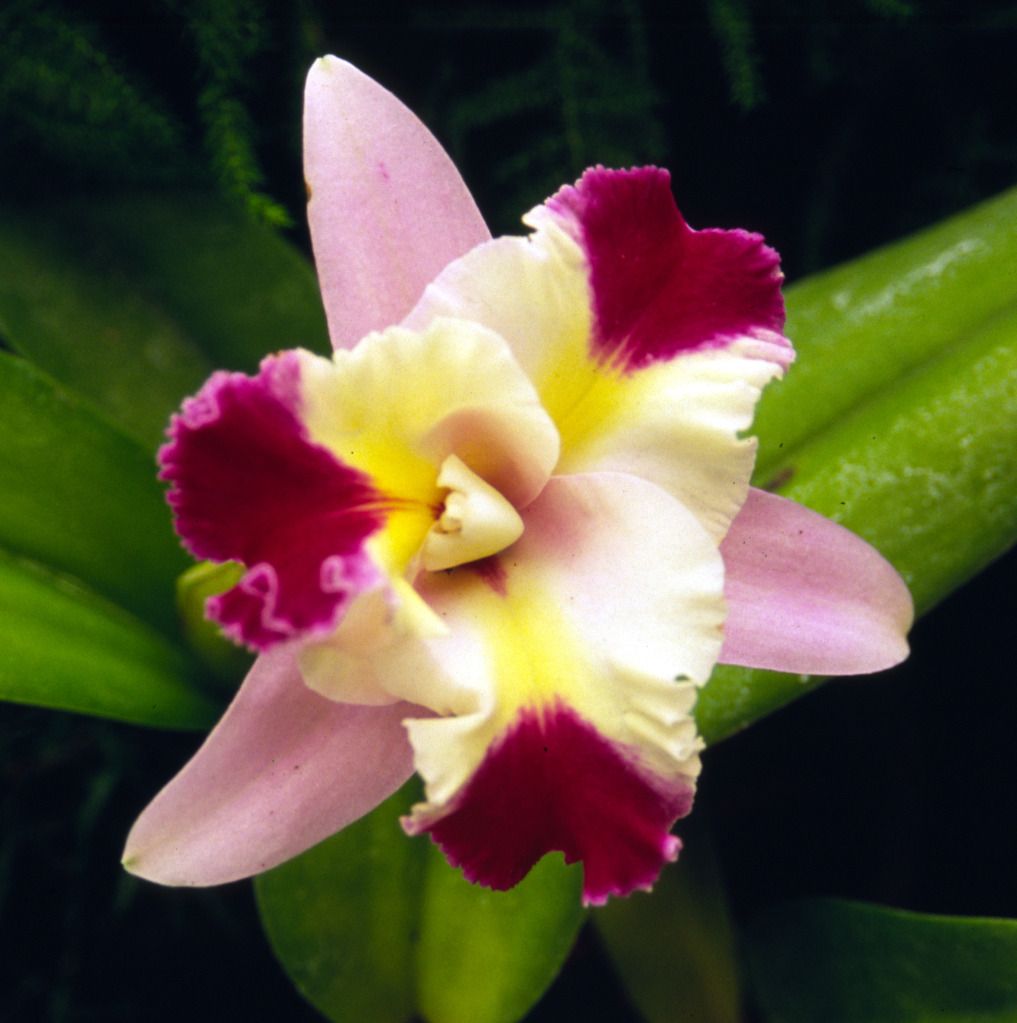 single-orchidjpg.jpg