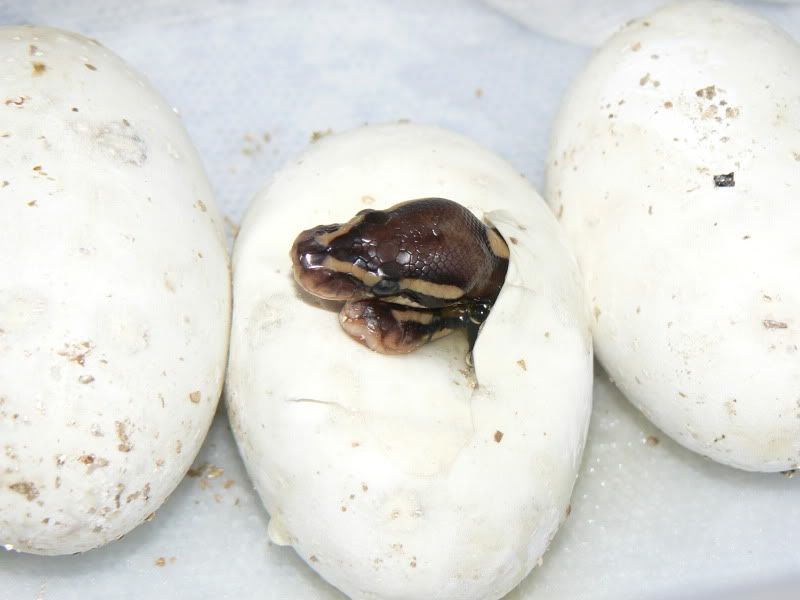Snakes002-2.jpg