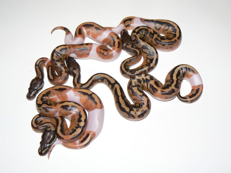 Snakes009.jpg