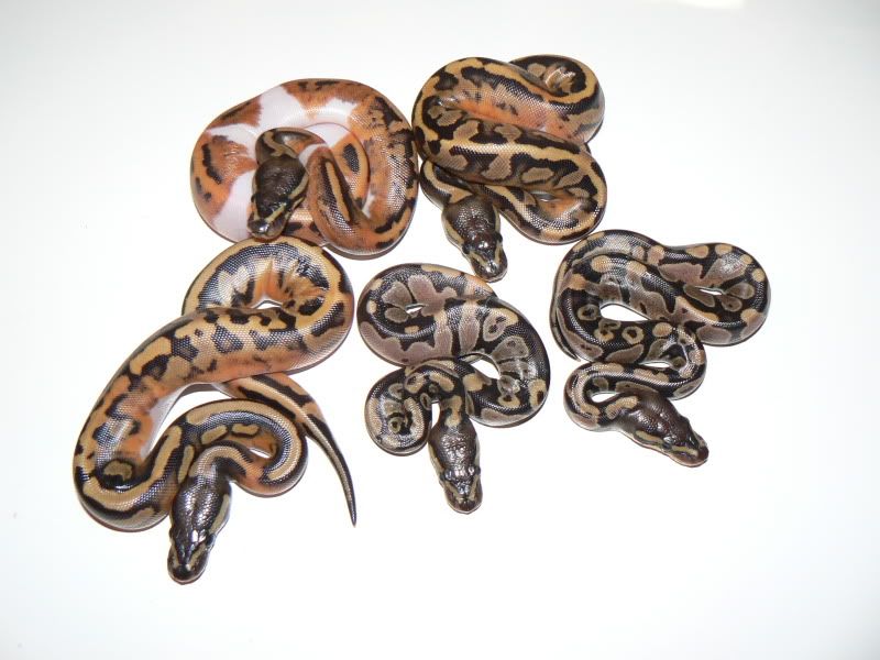 Snakes012-4.jpg
