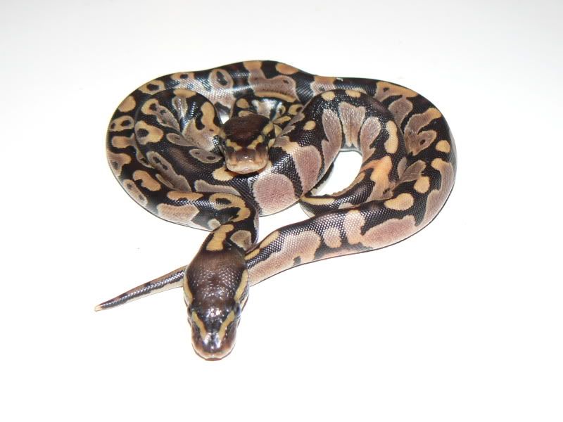 Snakes015-2.jpg