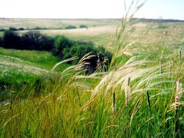 Скачать песню тюльпаны на южной границе
