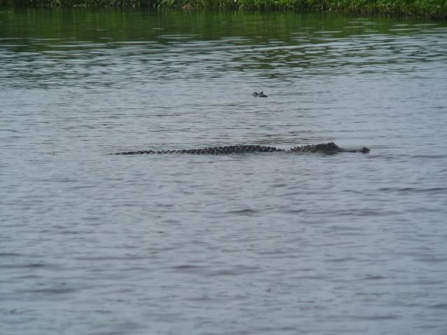 Alligators.jpg Big Alligator image by flgranny