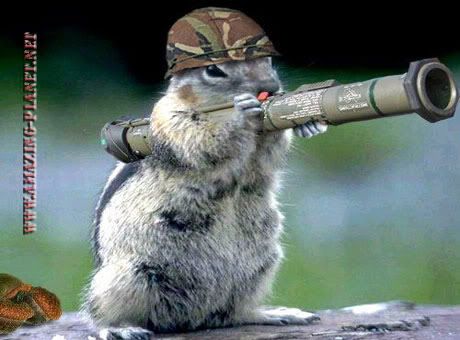 military squirrel pictures