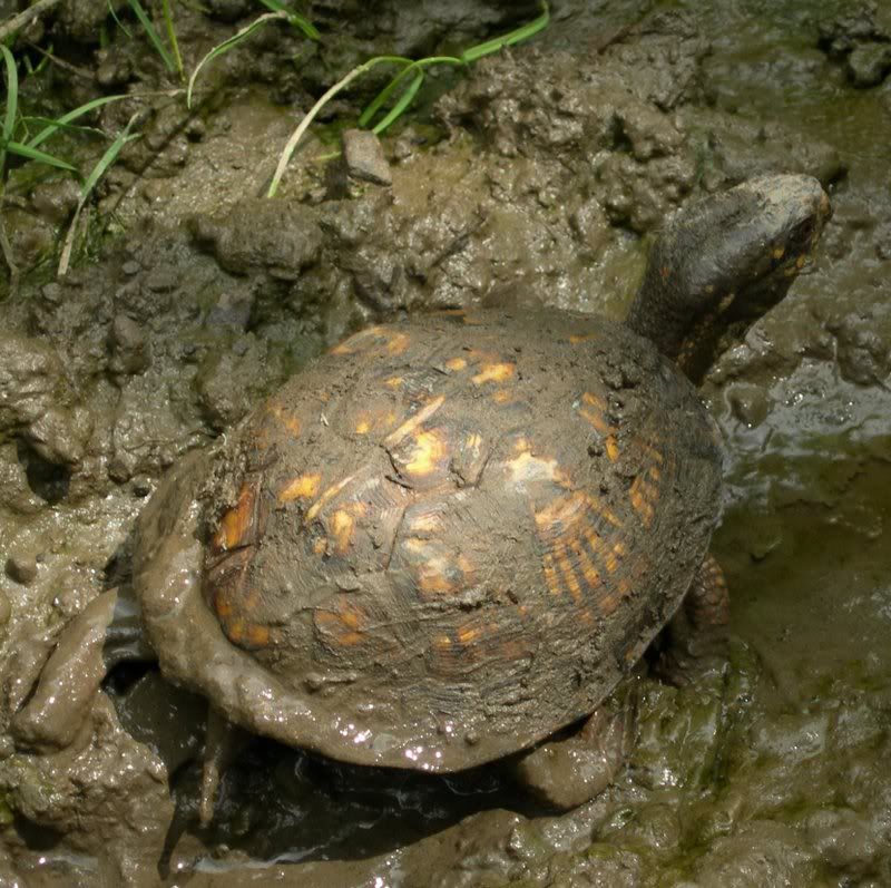 Turtle Lay Eggs