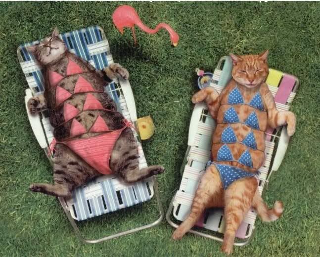 bikini_cats.jpg funny image by Janna1107