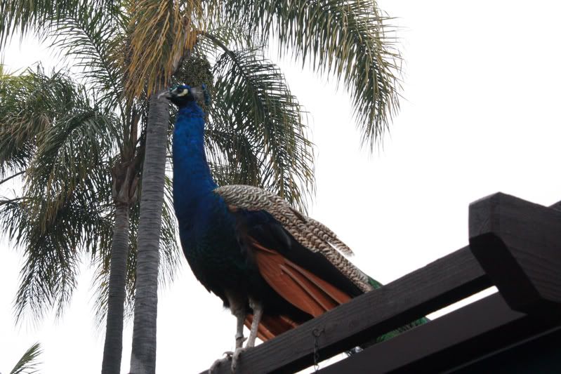 IMAGE: http://i21.photobucket.com/albums/b297/borne2shop/IMG_2897edited.jpg