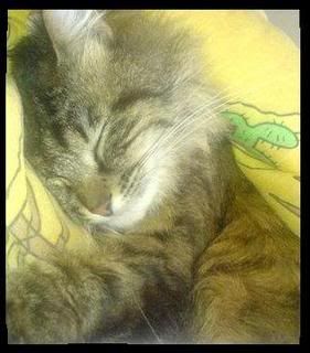 cat.jpg cat image by pattyalva52