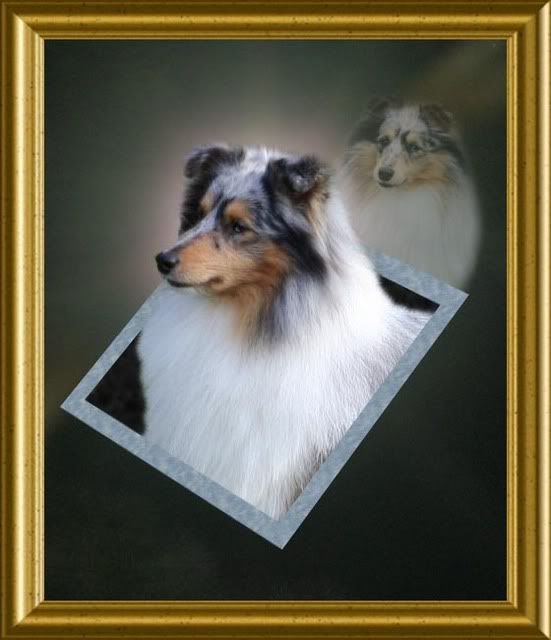 sheltie1.jpg