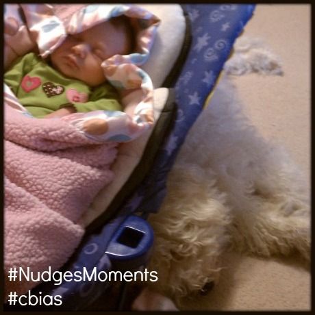 Nudges Dog Treats Instagram Contest #NudgesMoments
