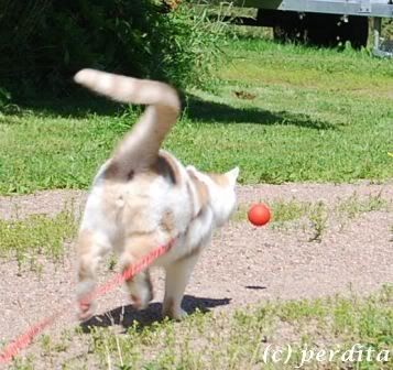 ATpallo1.jpg?t=1184844474