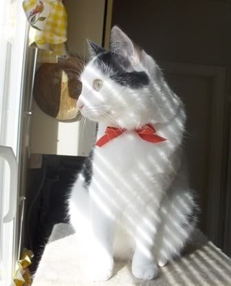misrus2.jpg?t=1178090730