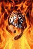 Tiger in Fire