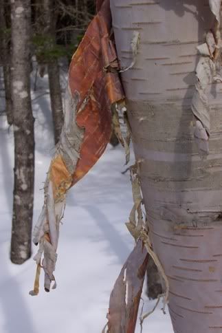 birch tree Pictures, Images and Photos