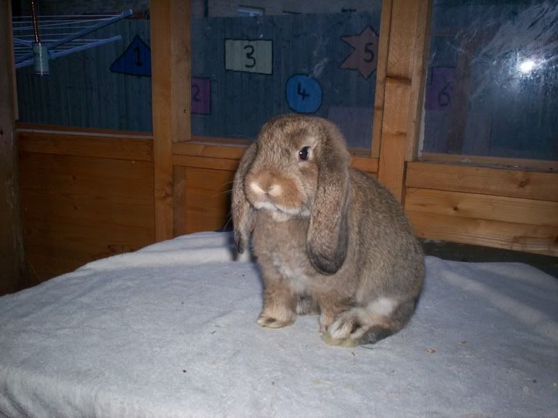 French Dwarf Lop