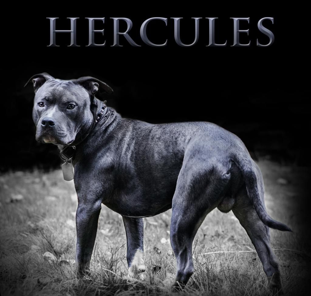 New! Introducing myself and Hercules - Pitbulls : Go Pitbull Dog Forums