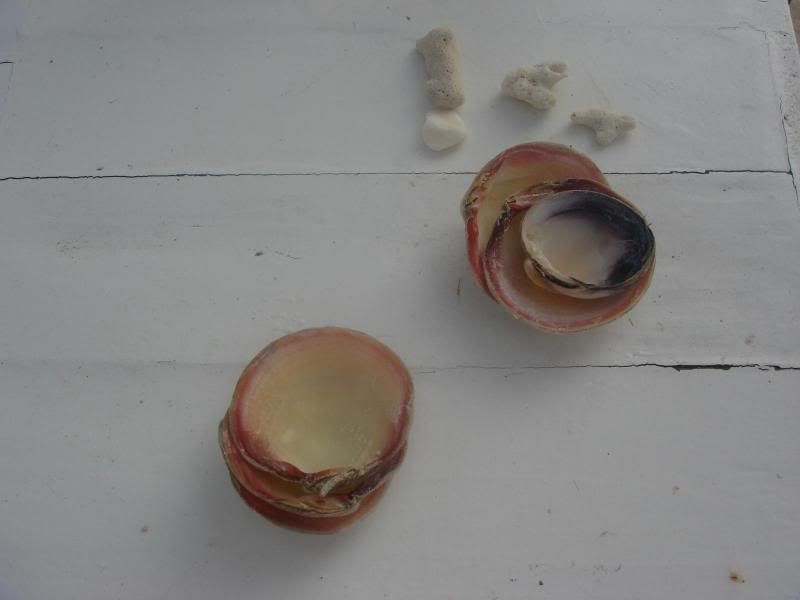 Your shells