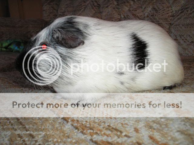 dalmation guinea pig