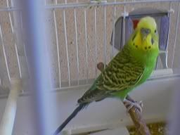 https://i21.photobucket.com/albums/b267/wanilla_girl/papuga.jpg