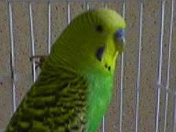 https://i21.photobucket.com/albums/b267/wanilla_girl/papuga10.jpg