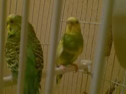 https://i21.photobucket.com/albums/b267/wanilla_girl/papuginai.jpg