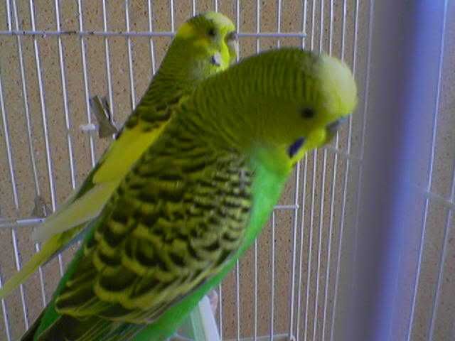 https://i21.photobucket.com/albums/b267/wanilla_girl/papugos9.jpg