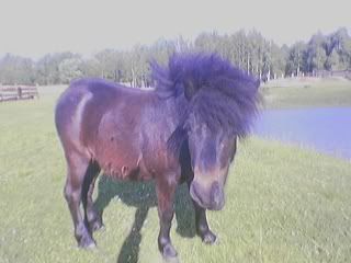 https://i21.photobucket.com/albums/b267/wanilla_girl/ponis.jpg