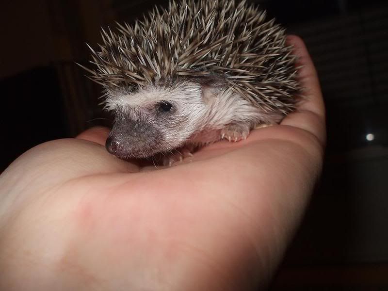 Baby African Pygmy Hedgehog - Female - Reptile Forums