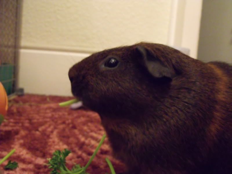 Piggles039.jpg
