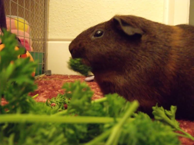 Piggles041.jpg