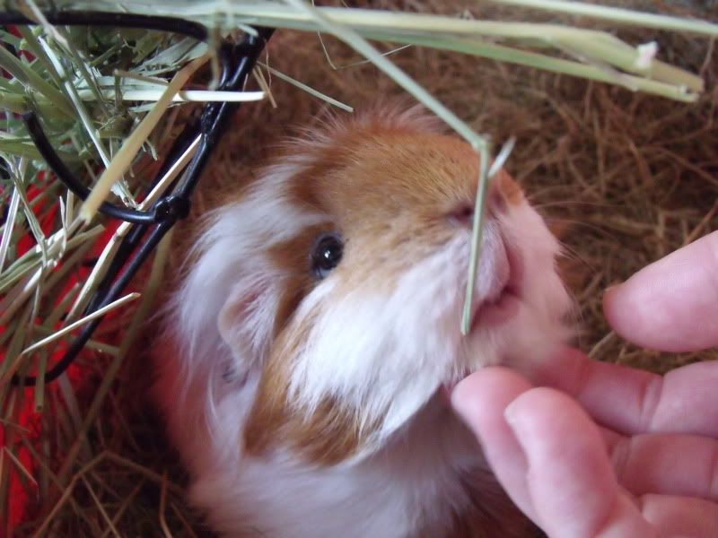 Piggles048.jpg