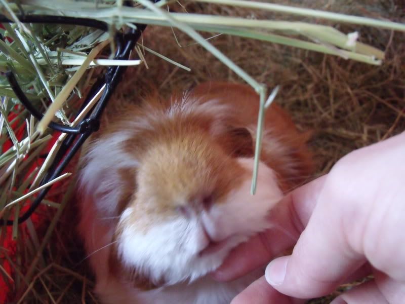 Piggles049.jpg