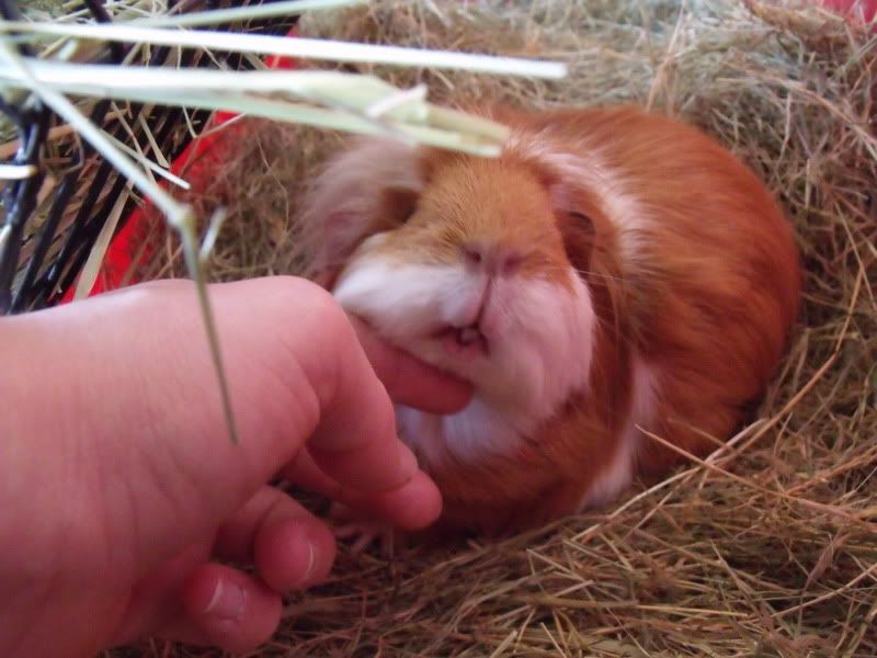 Piggles050.jpg