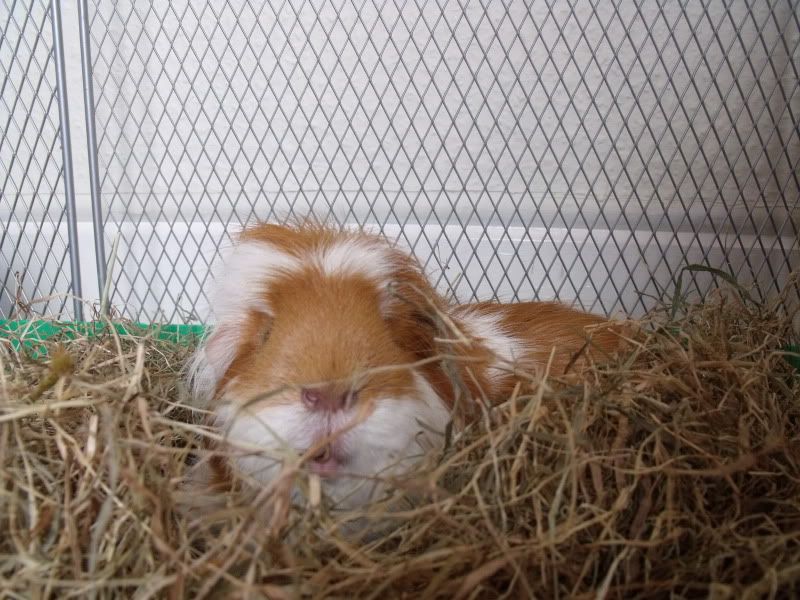 Pigglies005.jpg