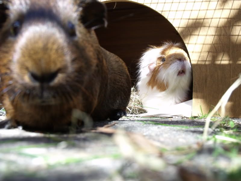 piggies039.jpg
