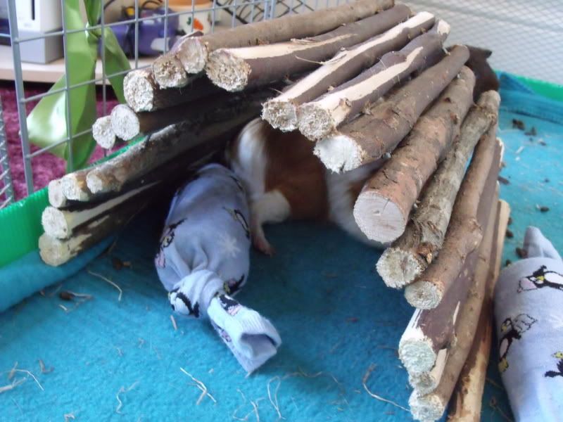piggies047.jpg